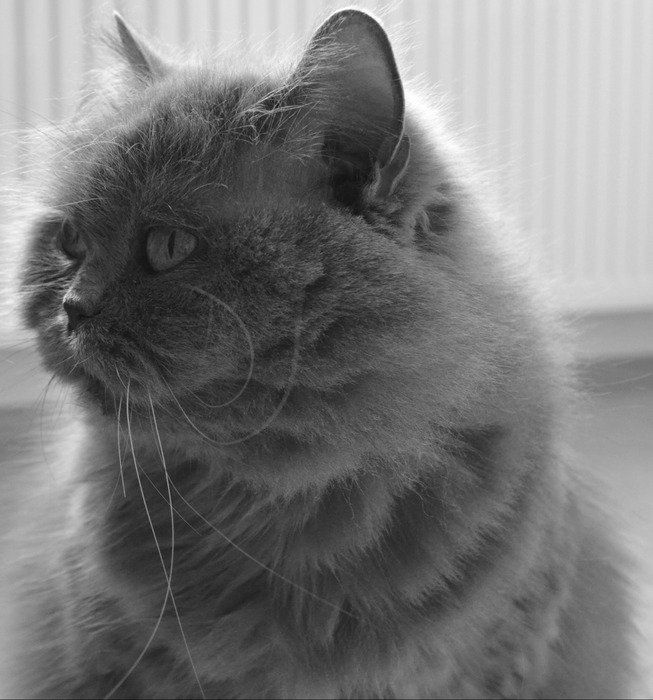 Black and white photo of the British cat