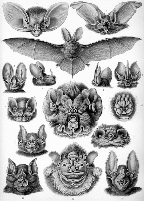 drawn muzzles of bats