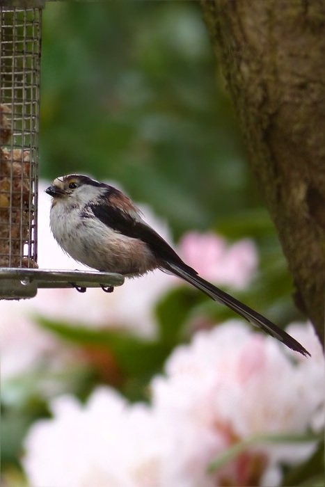 Long Tailed Tit or Aegithalos caudatus