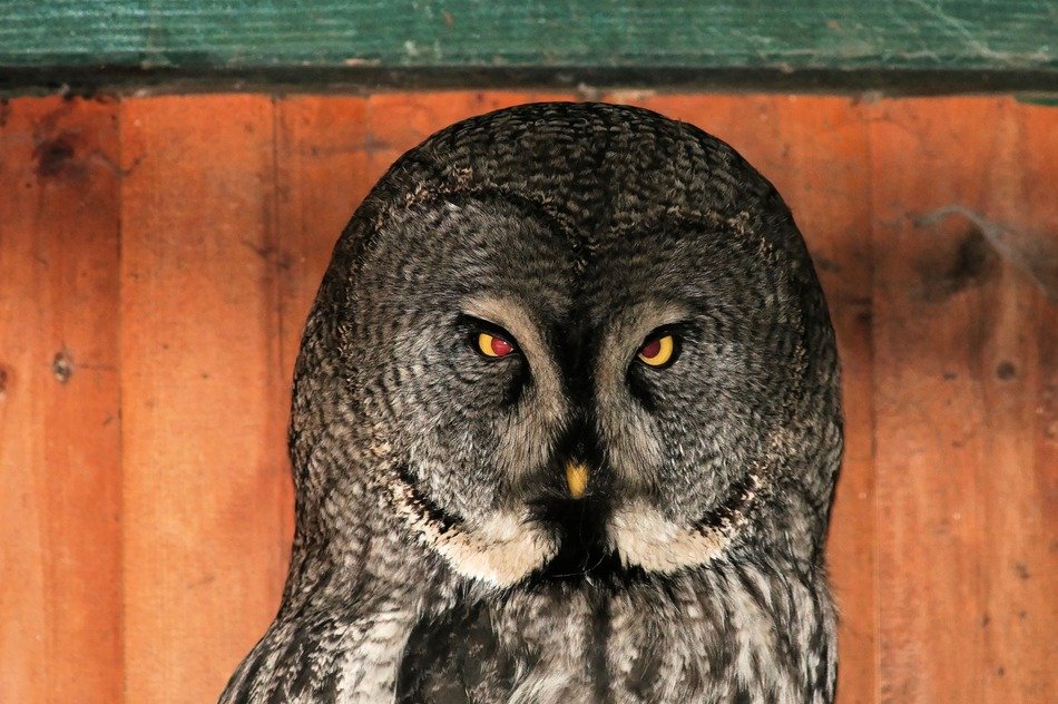 night bird portrait