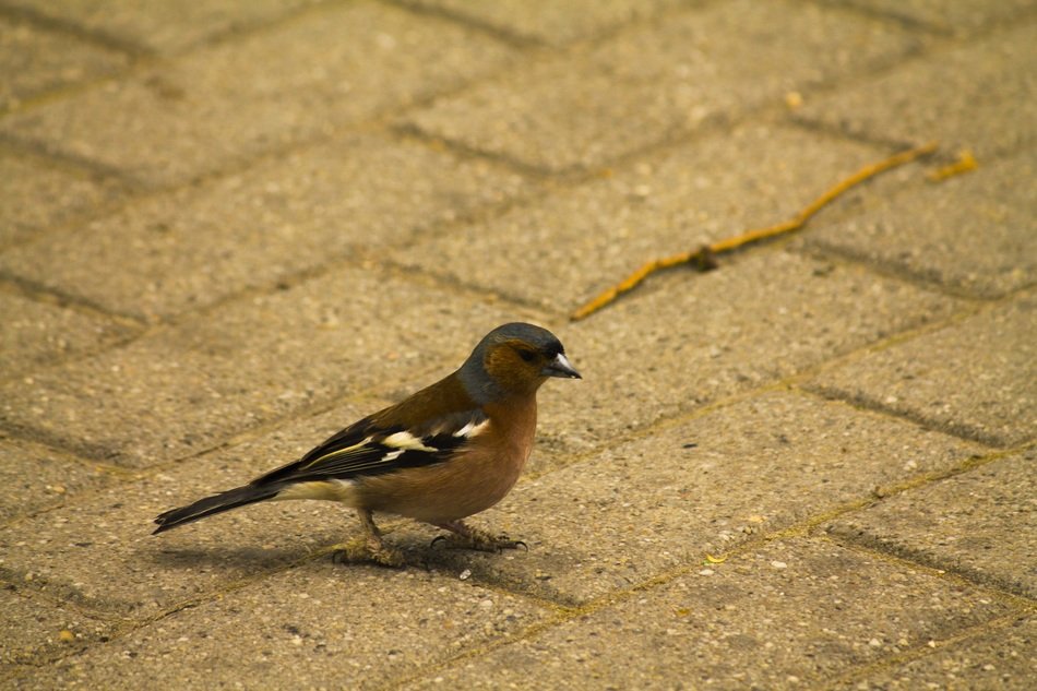 cute bird 'chaffinch' walks on the asphalt