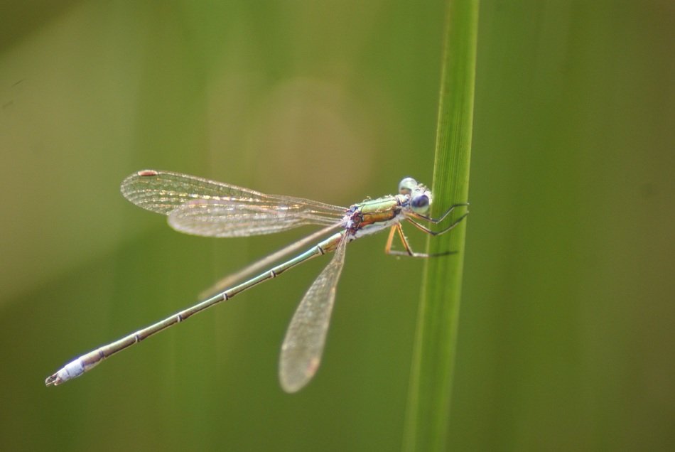 Dragonfly in summer