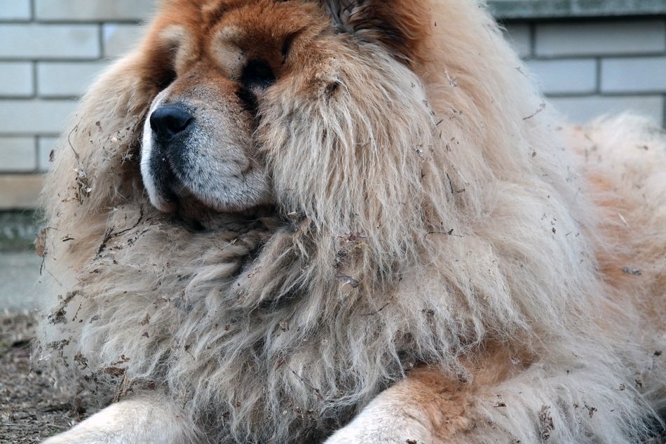 stunningly beautiful Hairy dog