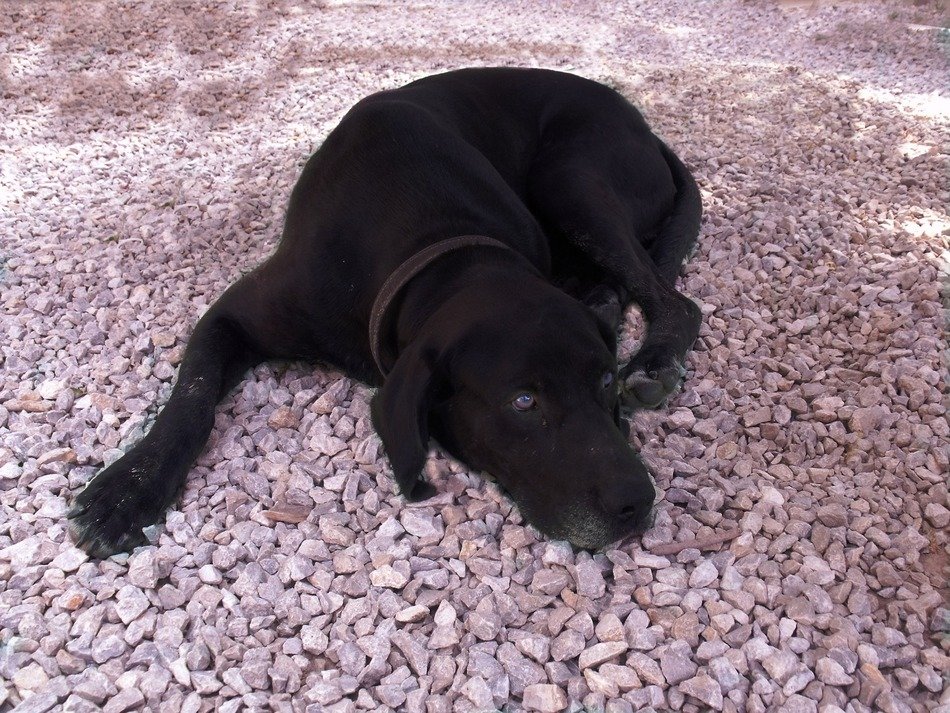 beautiful Dog Sleeping
