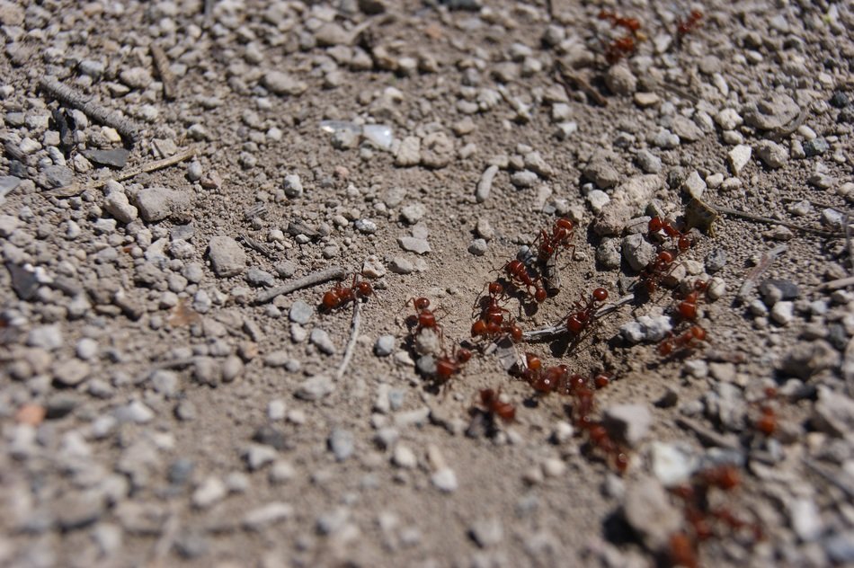 group of red Ants on ground