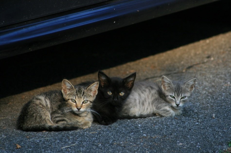 Picture of the Kittens