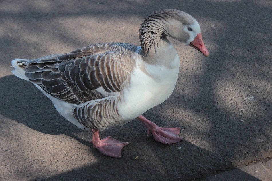 Goose Gander Bird