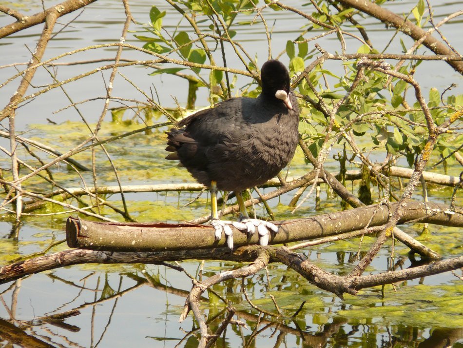 Ð° coot on a branch above the water