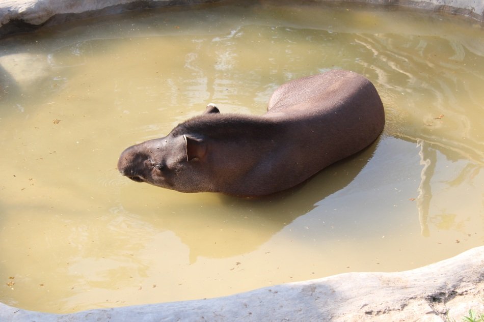 animal in water
