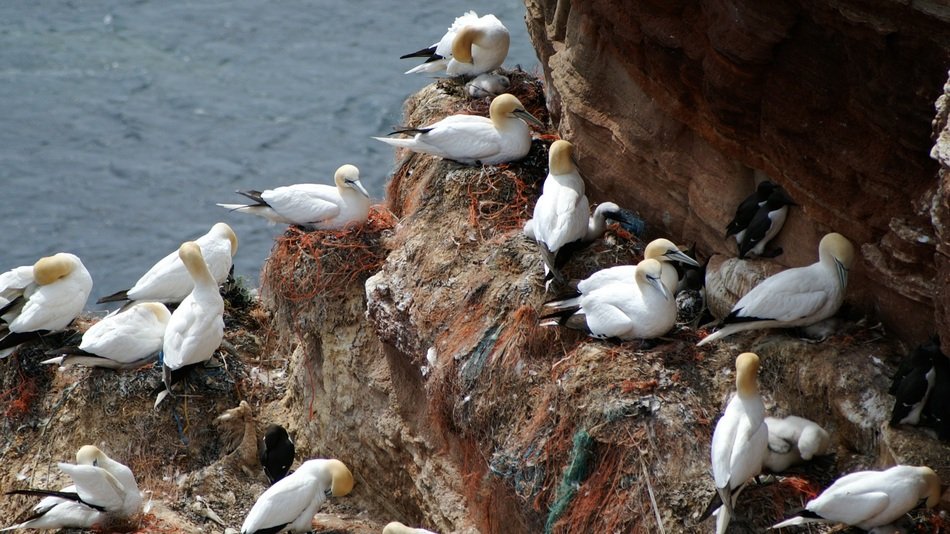 Northern Gannets in Nests on rock at sea, germany, Helgoland