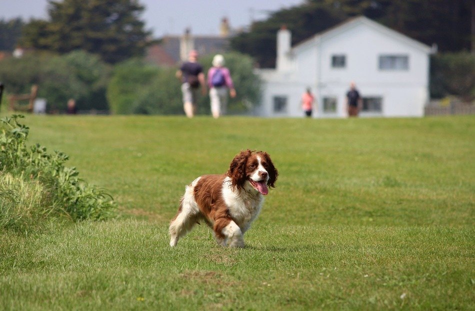 English spaniel in the park near the house