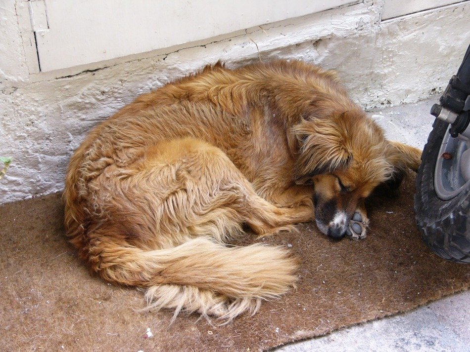 red Dog Sleep on rug