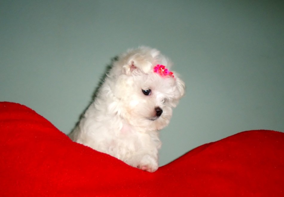 white puppy on a red coverlet