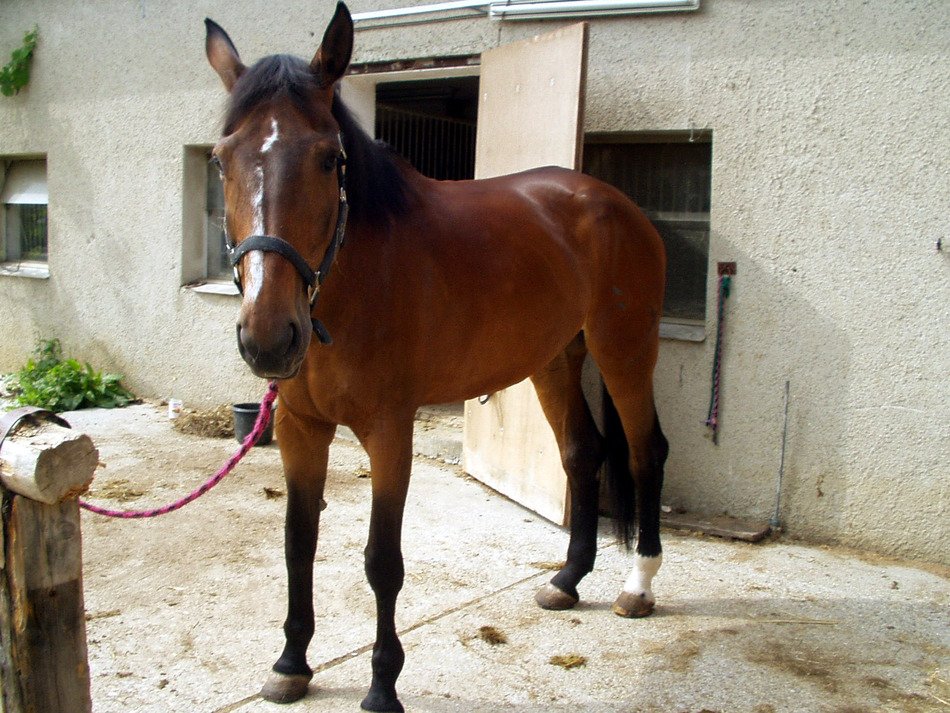 Horse near the house