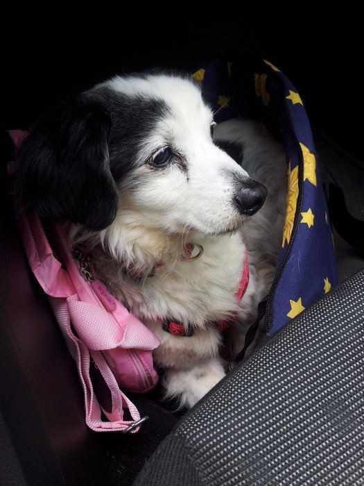 beautiful Chucho dog
