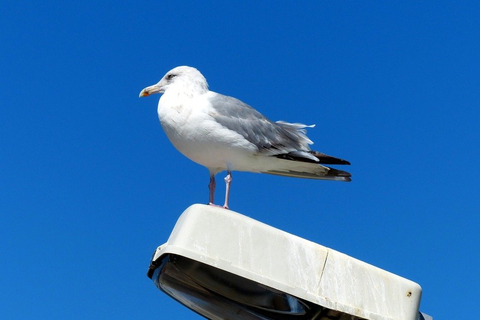 seagull sitting on the street lamp