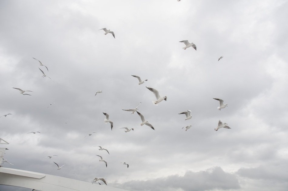 beautiful Seagull Sky
