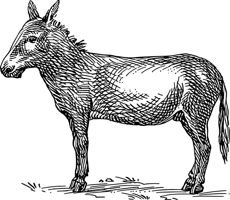 drawing of donkey on the grass