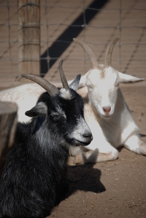 Black and White Goat Animals lying