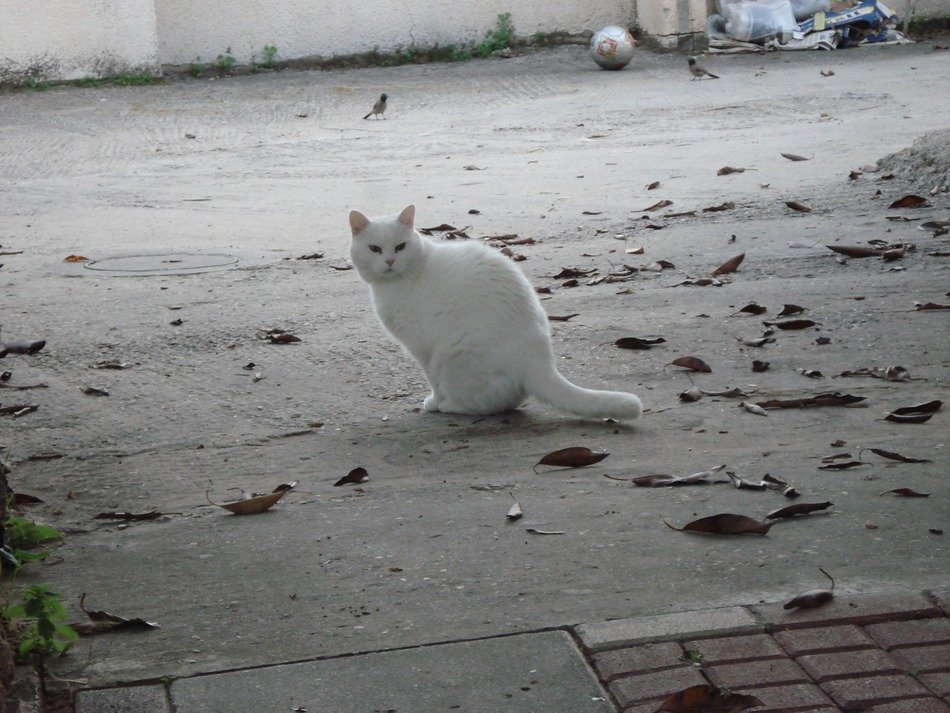 white cat on a deserted street