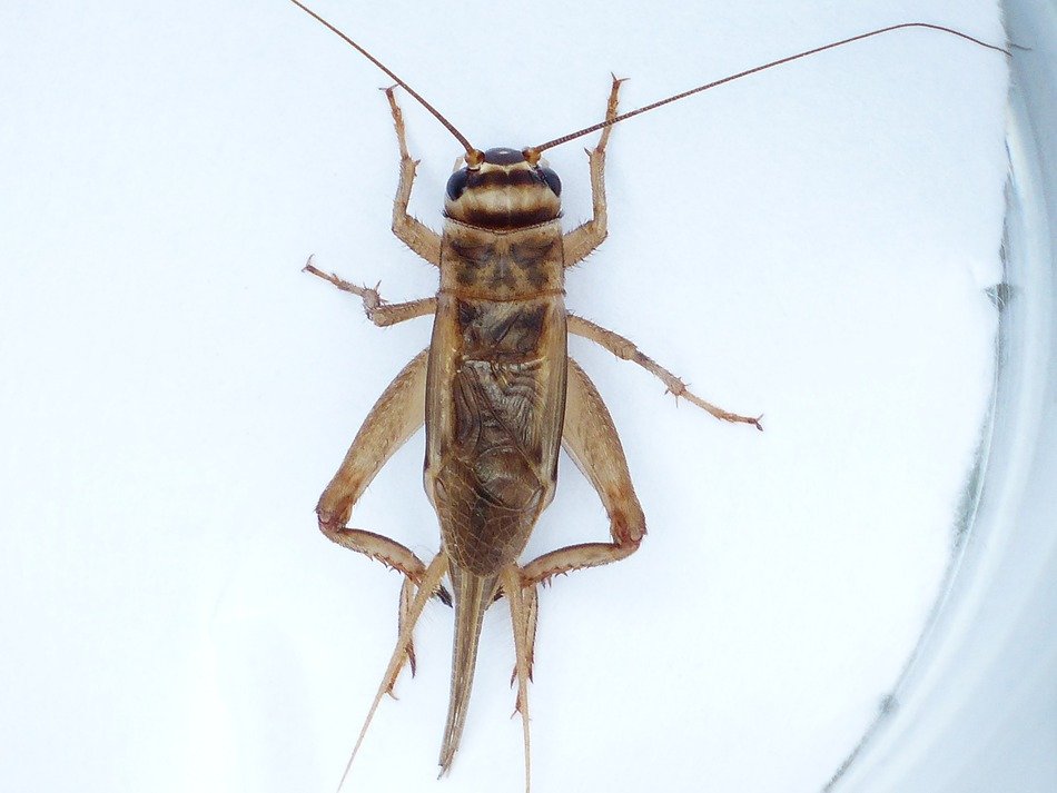 house cricket on a white background