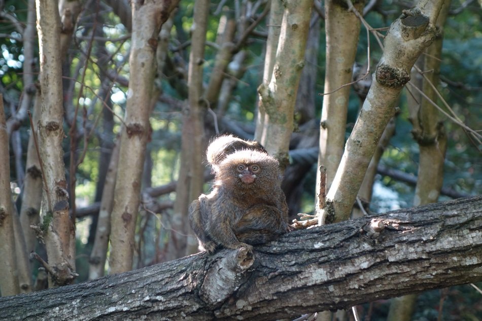 Dwarf Monkey Animal at tree sitting