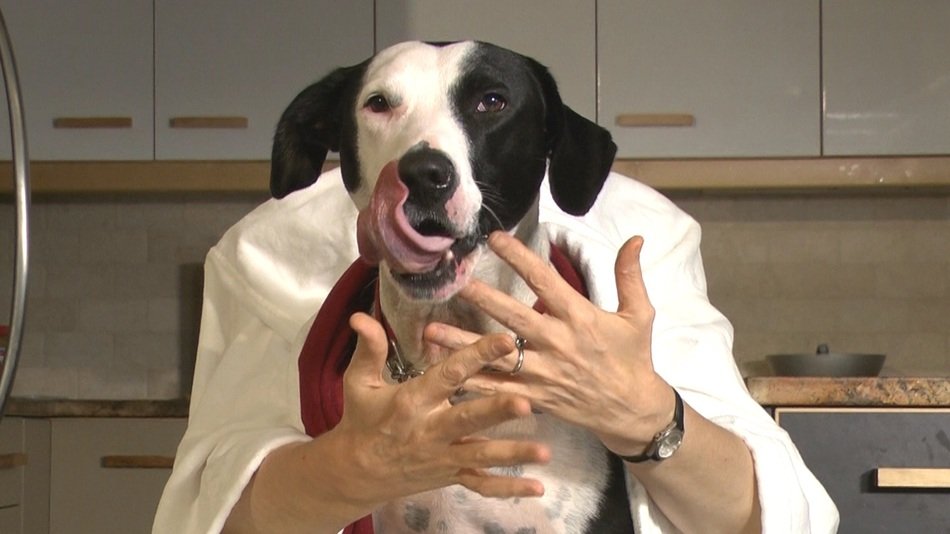 dog with human hands as a funny parody