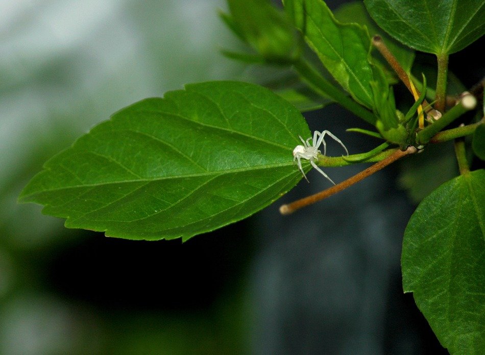 White Spider Crab on the plant with the leaves at blurred background