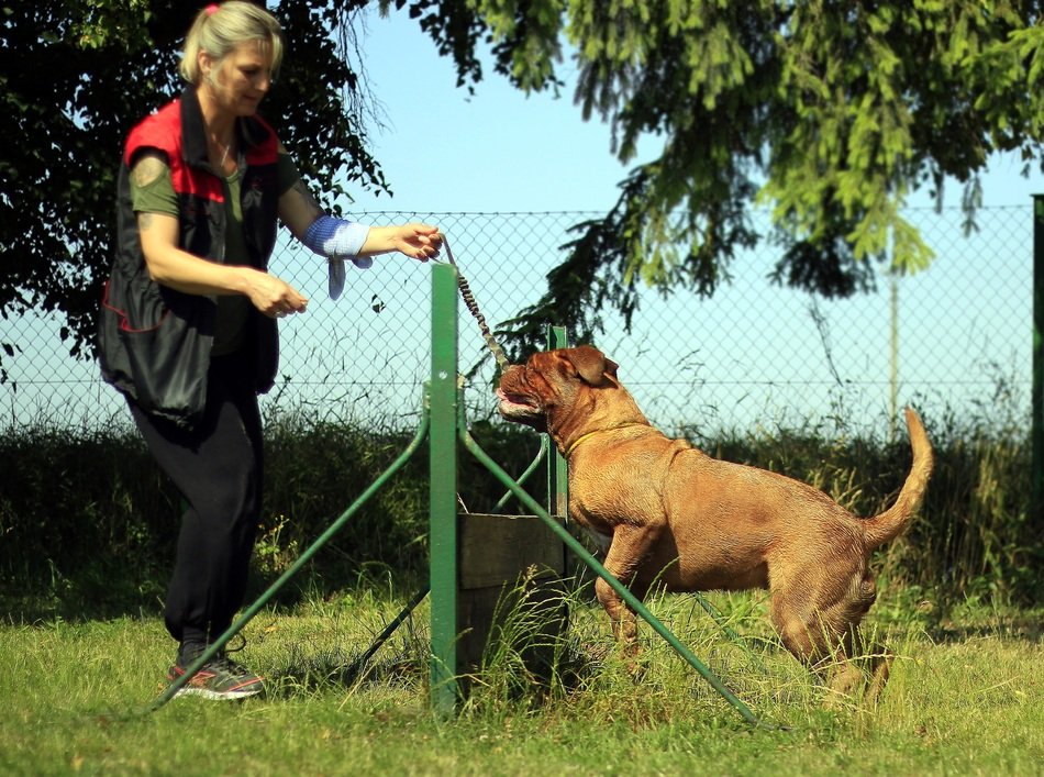 bordeaux mastiff with trainer