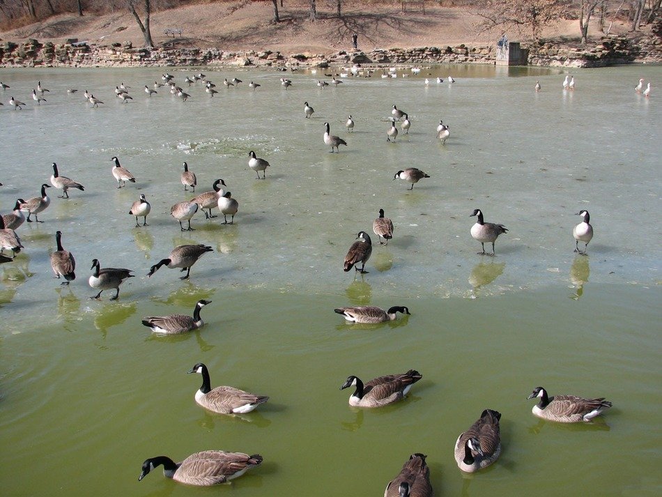 huge variety of ducks on the lake