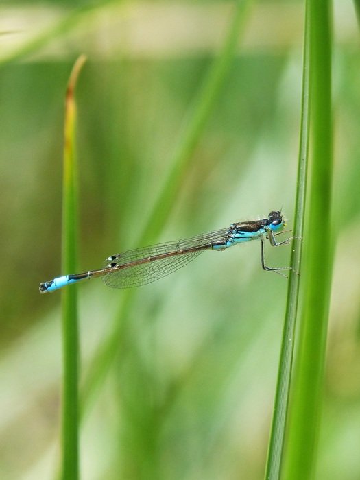 blue dragonfly in wetland