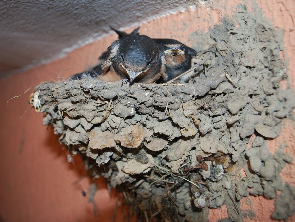 Young Swallows in Nest on wall