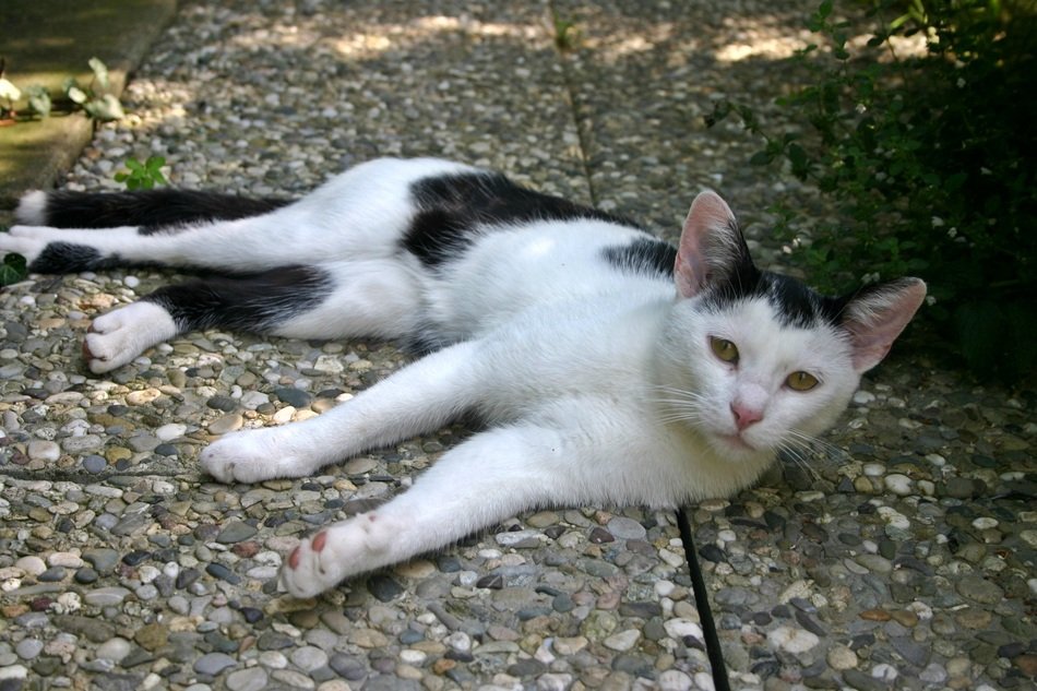 cat lies on a concrete track
