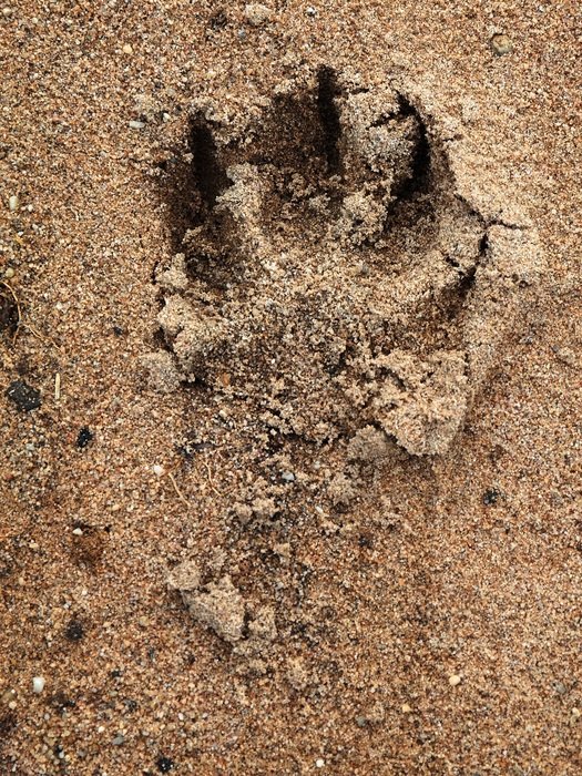 large dog trail on the sand