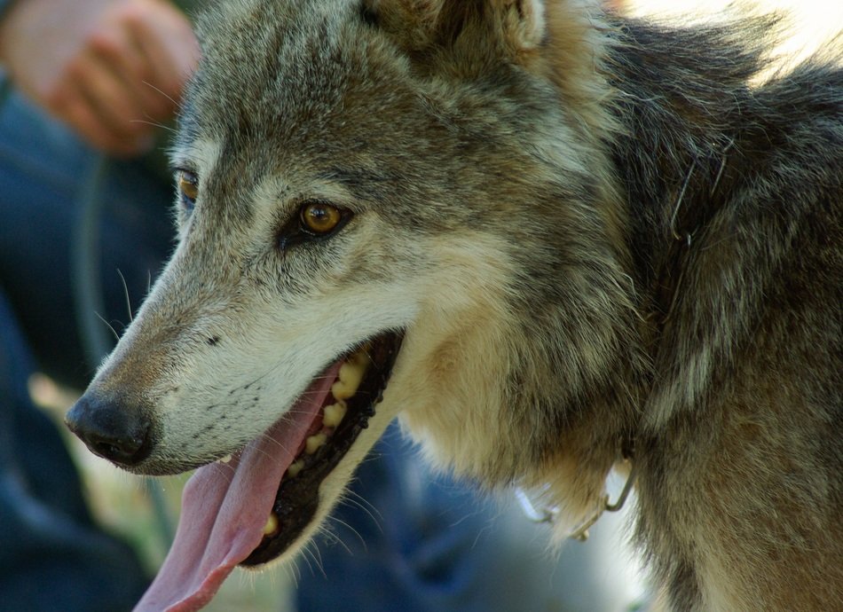 picture of the wolf