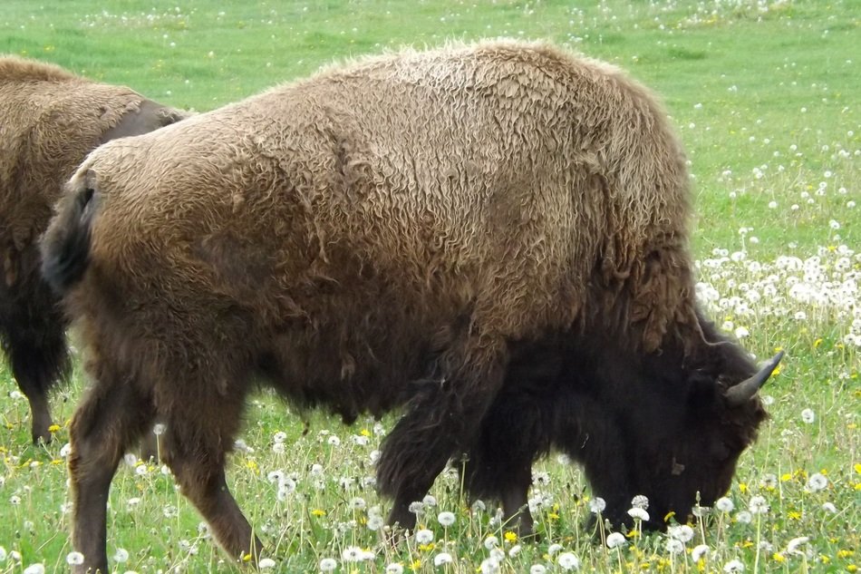 nice Buffalo Bison