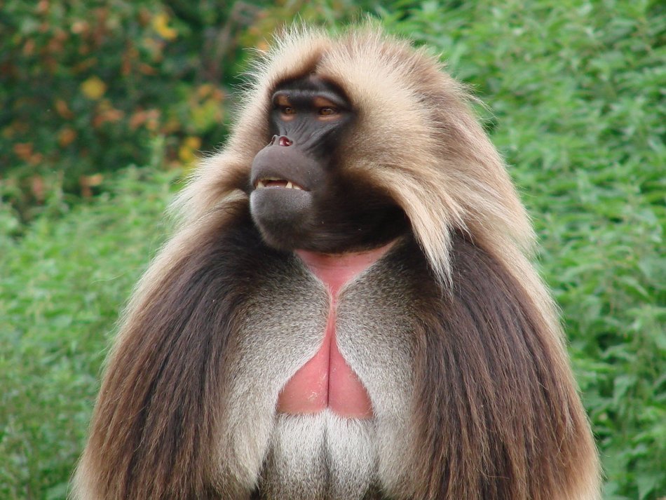 beautiful long-haired monkey in the jungle