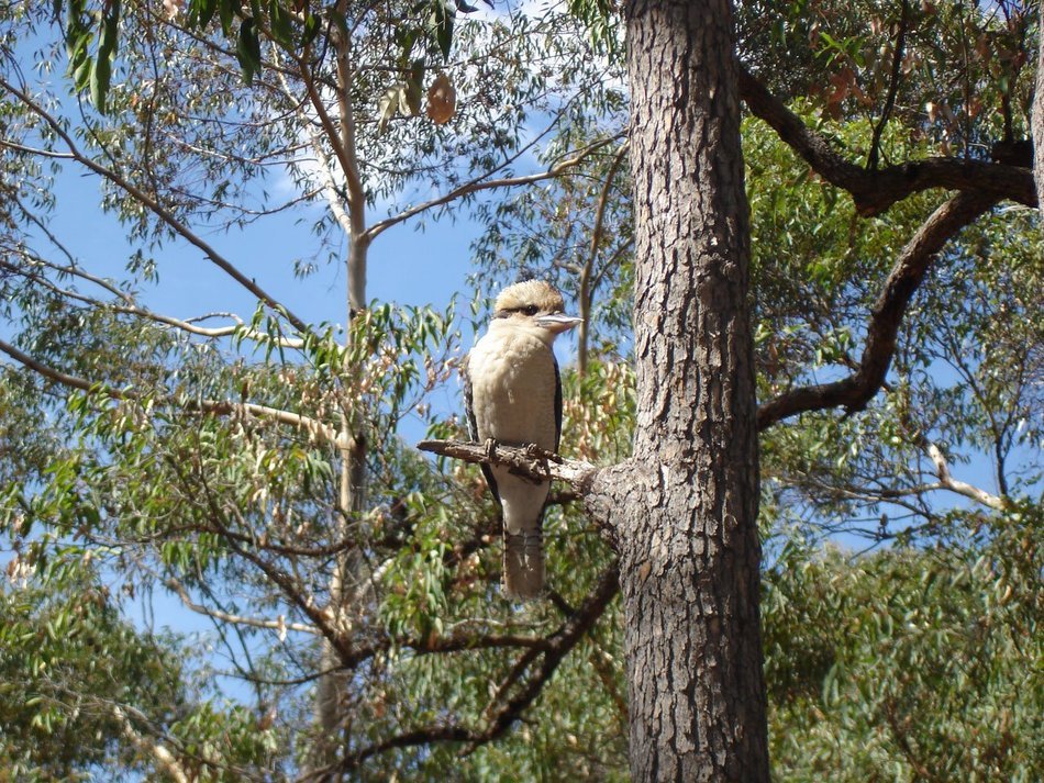 perched kookaburra on the tree