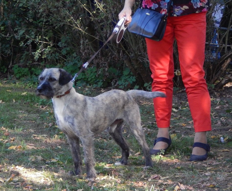 Cute, beautiful and colorful dog on a leash near a human