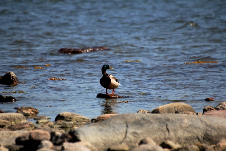duck in the water behind the stones
