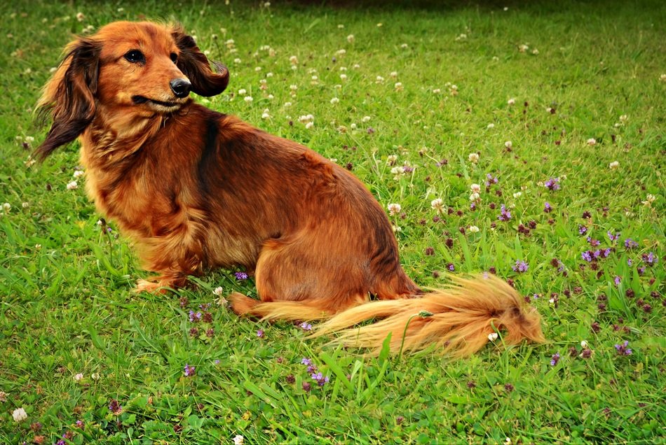 brown domestic dog on the meadow