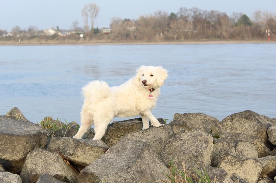 White dog near the river rhine