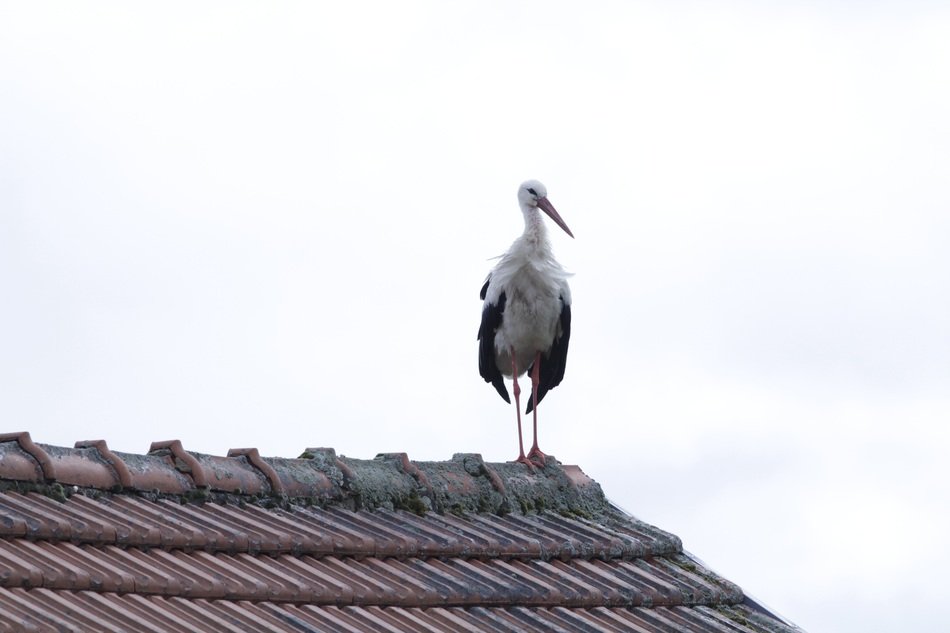 stork on the roof close up