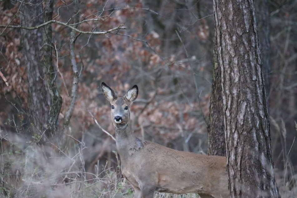 Roe deer in the woods among the trees