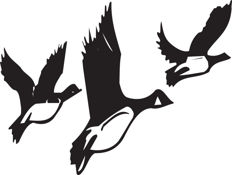 flock of geese taking off as an illustration