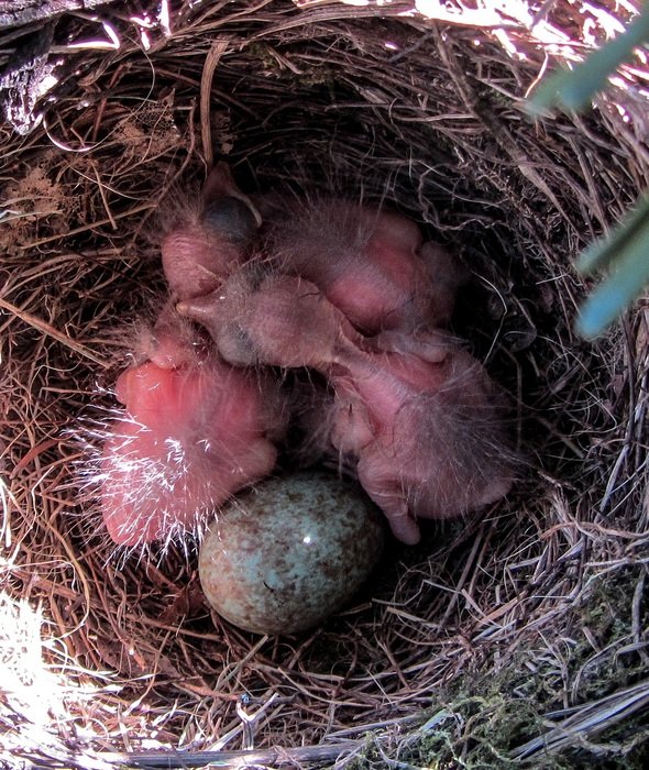 just hatched blackbirds in nest