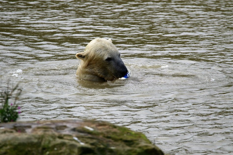 Wild Polar bear in the water near the shore