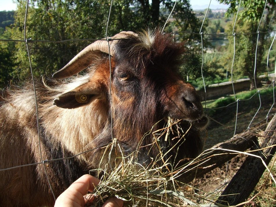 Goat in Italy