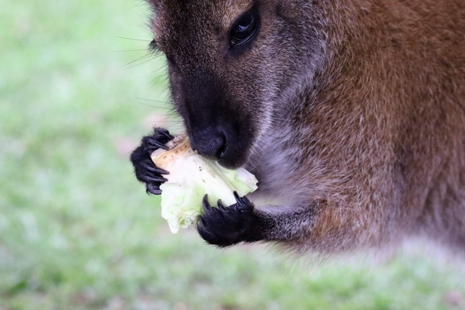 eating cute wallaby