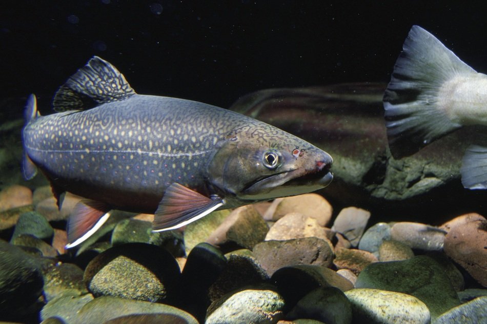 trout swims in a stream